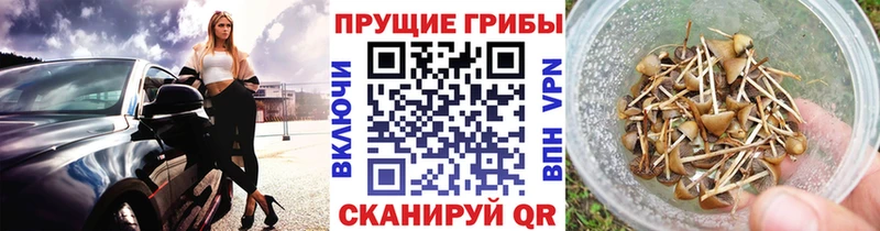 Галлюциногенные грибы Cubensis Микунь